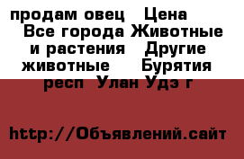  продам овец › Цена ­ 100 - Все города Животные и растения » Другие животные   . Бурятия респ.,Улан-Удэ г.